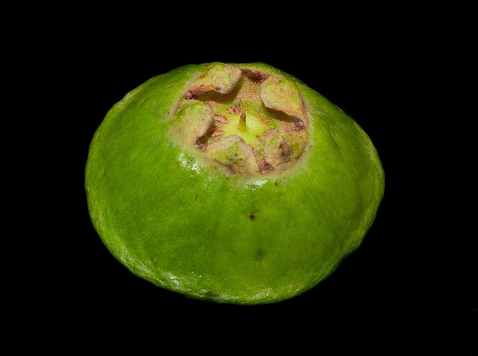 Cambuci (Campomanesia phaea) — fotografia de referência da espécie