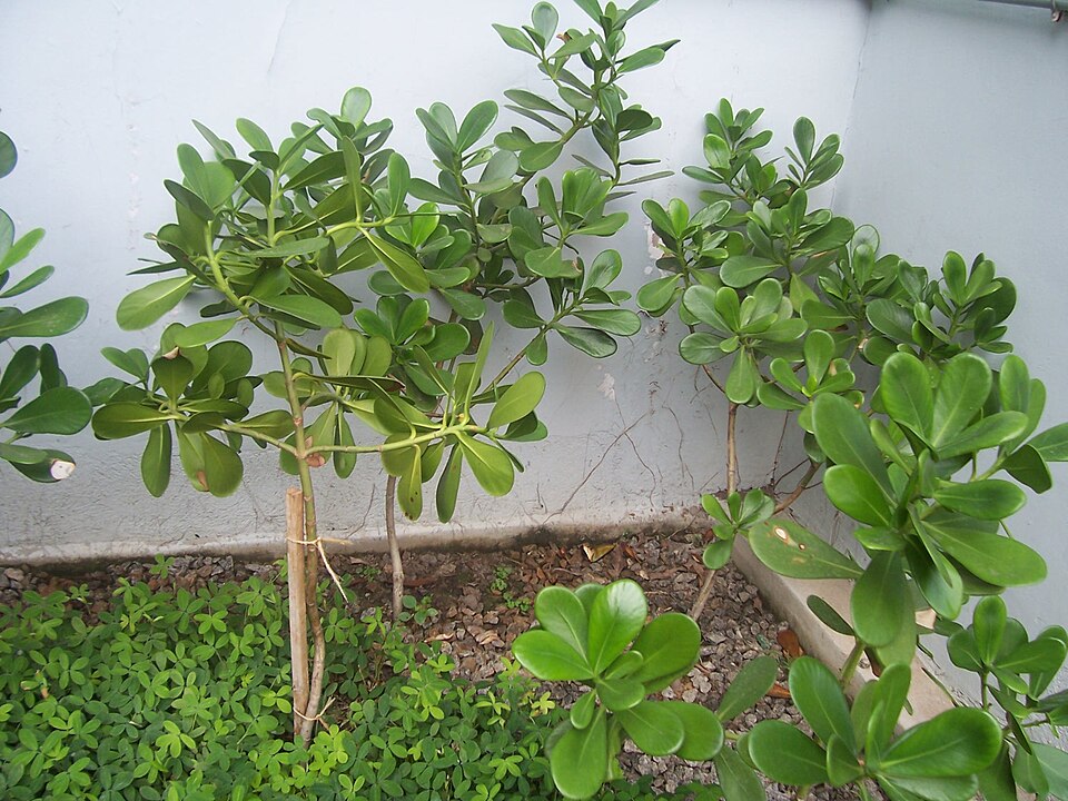 Clúsia (Clusia fluminensis) — fotografia de referência da espécie