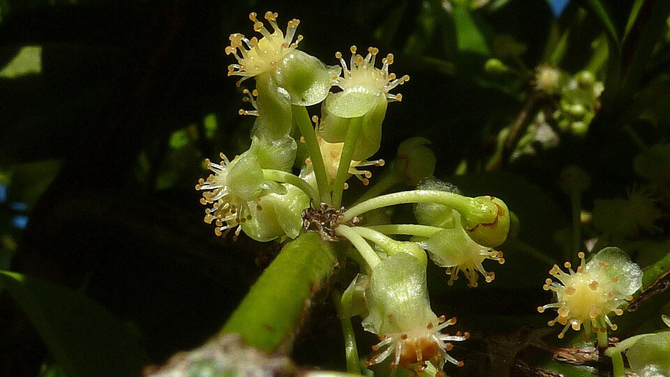 Bacupari (Garcinia gardneriana) — fotografia de referência da espécie