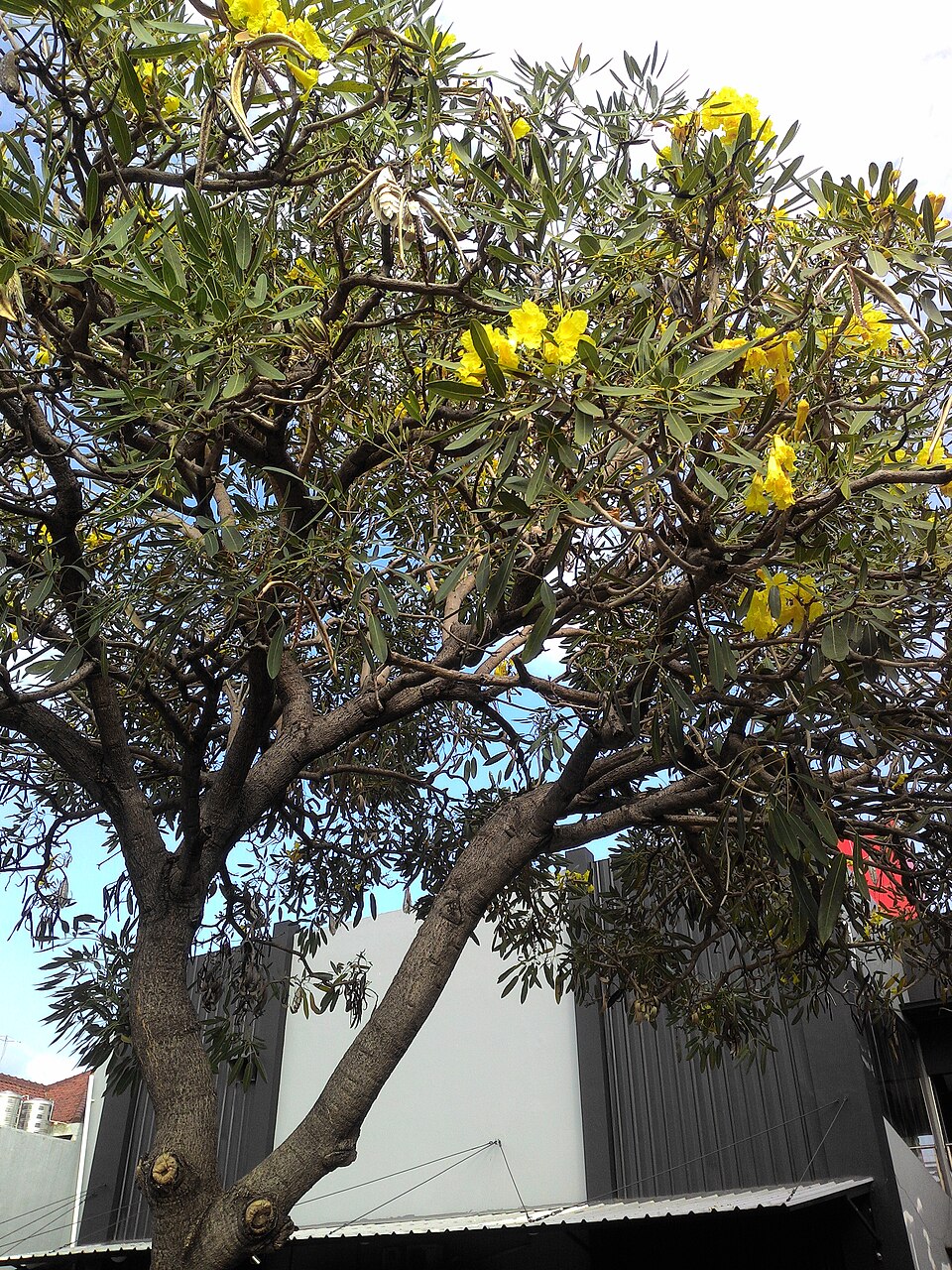 Ipê-amarelo-cascudo — referência da espécie