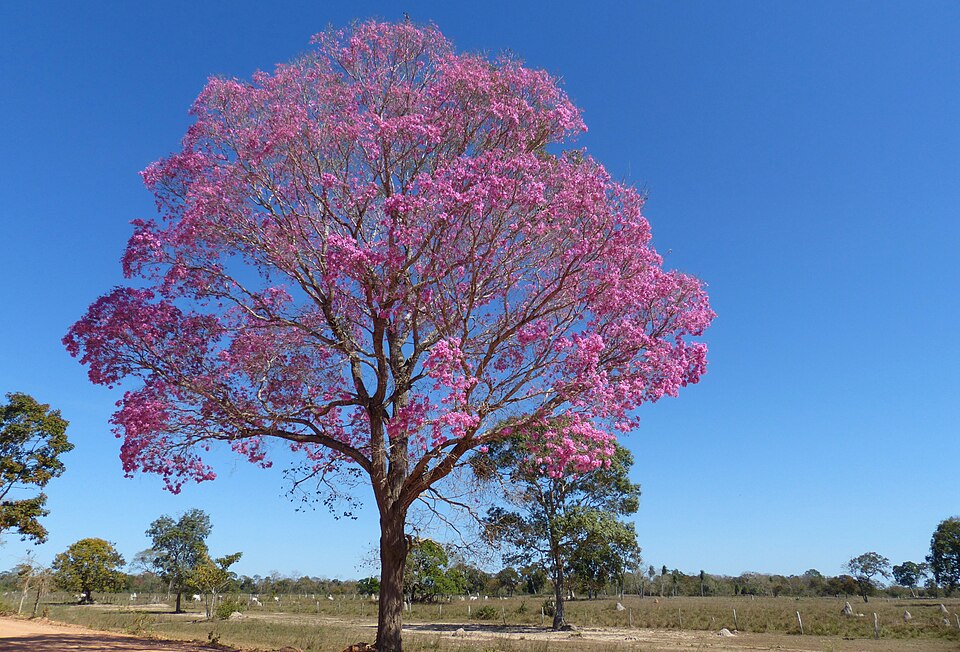 Ipê-roxo (Handroanthus heptaphyllus) — fotografia de referência da espécie