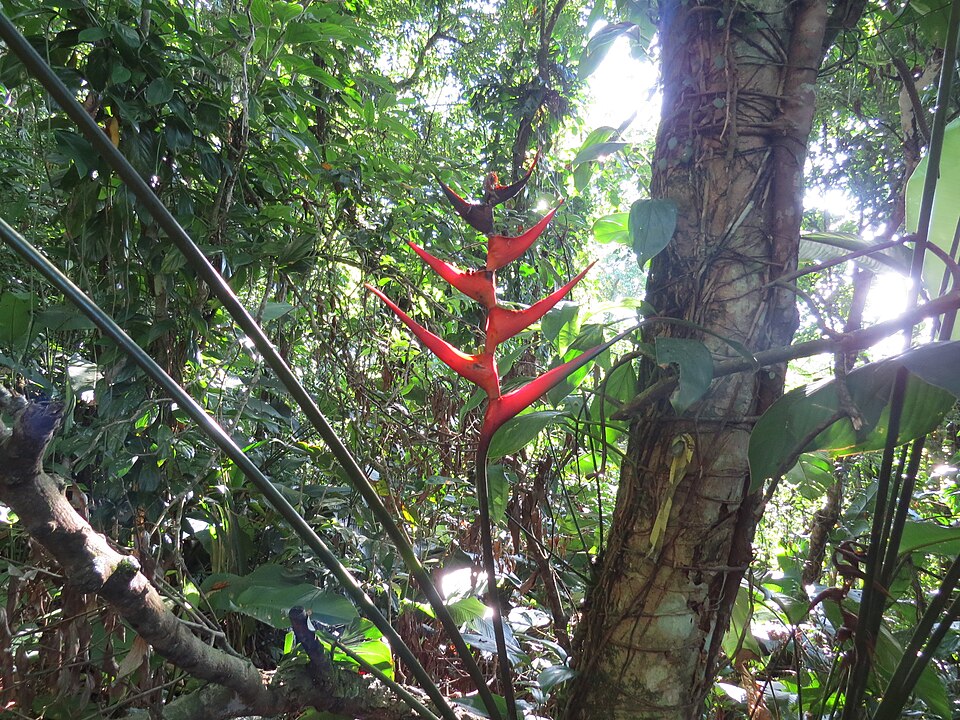 Helicônia-nativa — referência da espécie