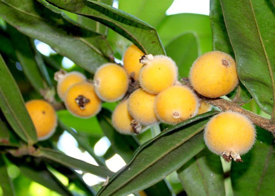 Cabeludinha (Myrciaria glazioviana) — referência da espécie