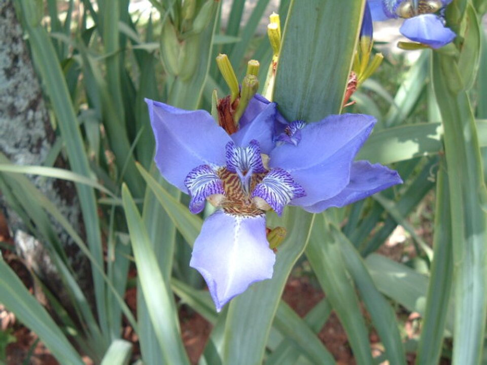 Íris-azul — referência da espécie