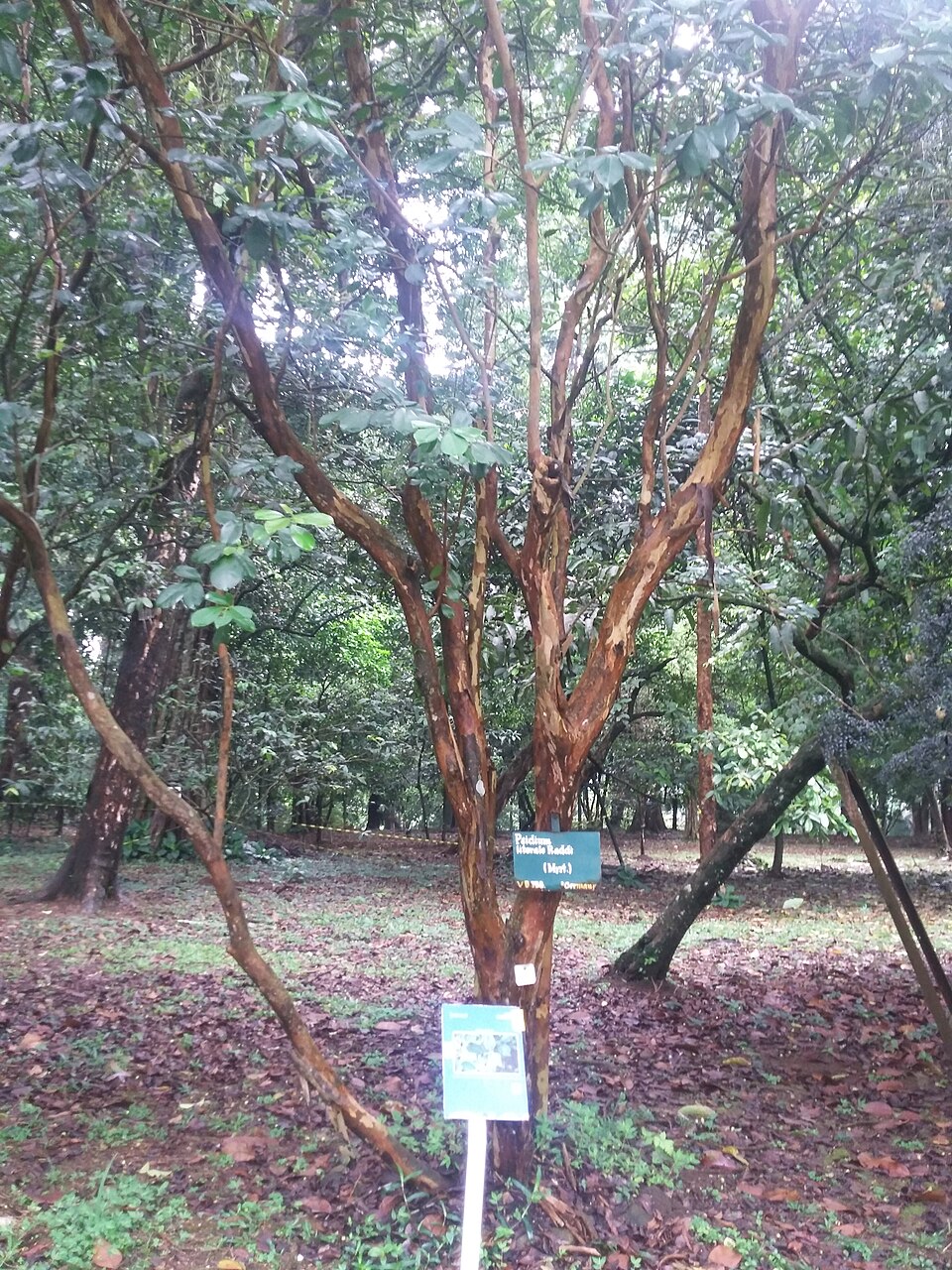 Araçá (Psidium cattleianum) — fotografia de referência da espécie