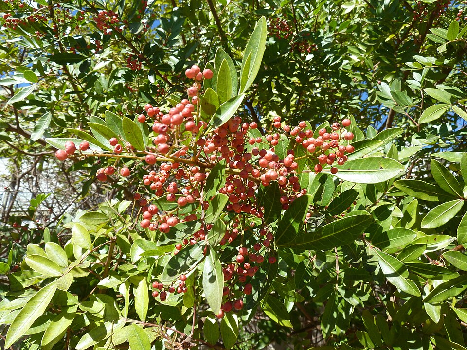 Aroeira-pimenteira (Schinus terebinthifolia) — fotografia de referência da espécie